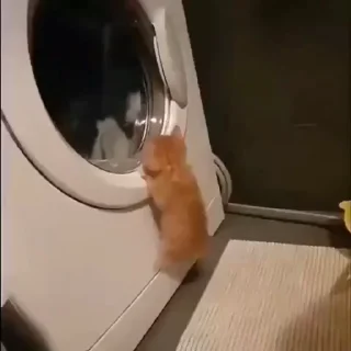 🐱