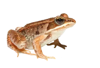 🐸