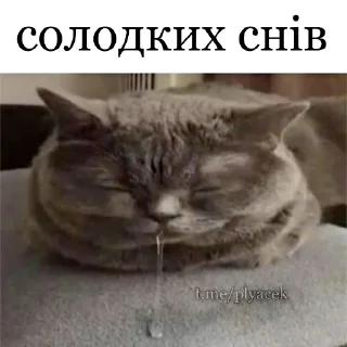 🌚