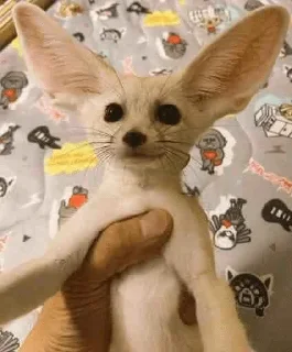 🧸