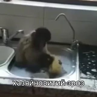 🧽