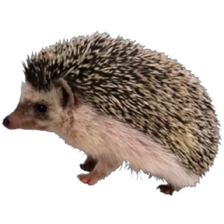🦔