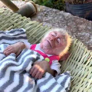 🙉