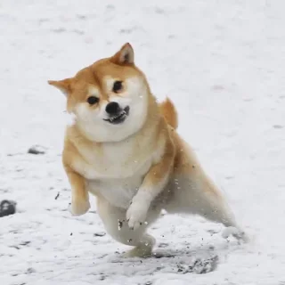 🐺