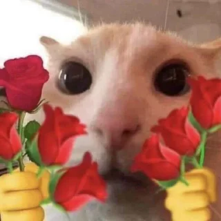 🤩
