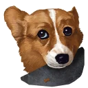 🐶