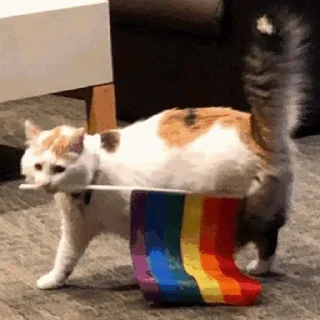 🏳️‍🌈