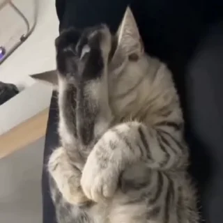 🐈
