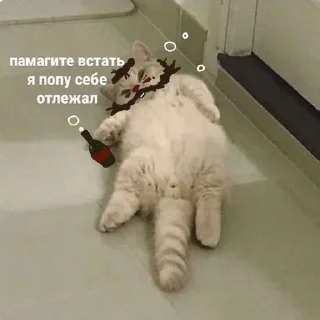 😿