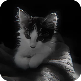 🌟