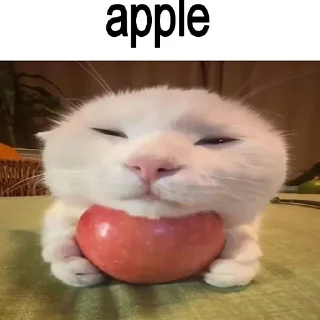 🐈