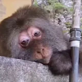 🐒