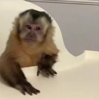 🫡