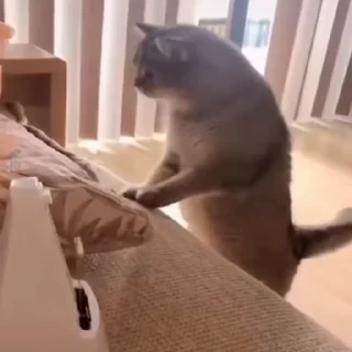 🐈