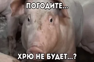 🐽