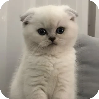 🐱