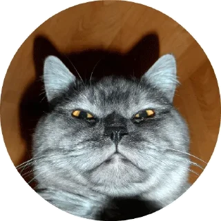 Cats @stickersb2b