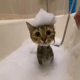 🐈