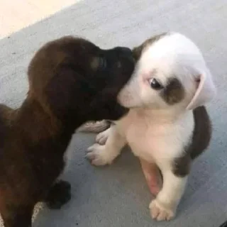 🤍