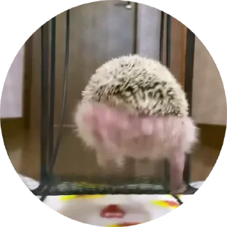 🦔