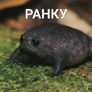 🐸