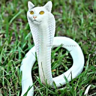😺