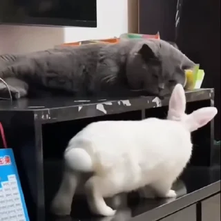🐈‍⬛️