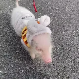 🐽