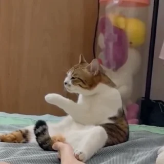 🐈