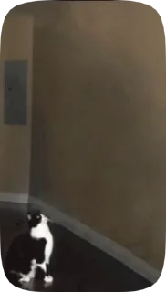 😺