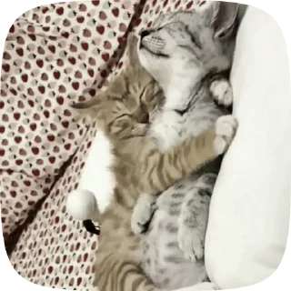 💤