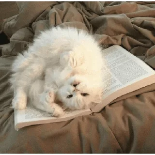 🐱