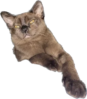 😼