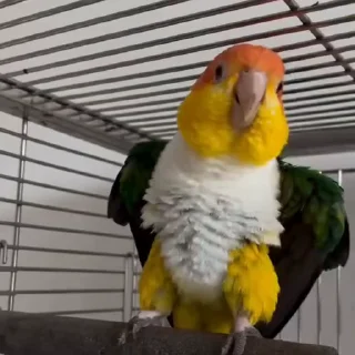 🤩