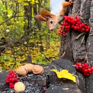 🤩