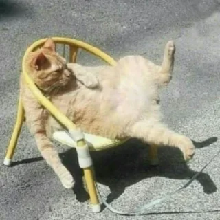 😺