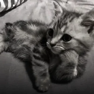 🐈‍⬛