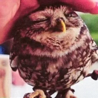 🦉