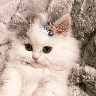 🐾