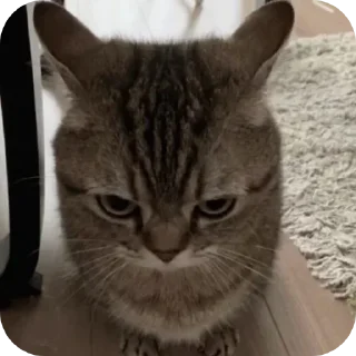 😠