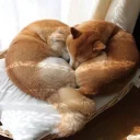 🐶
