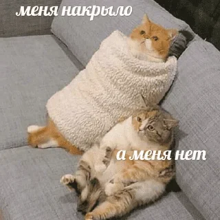 😺