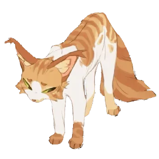 🐱