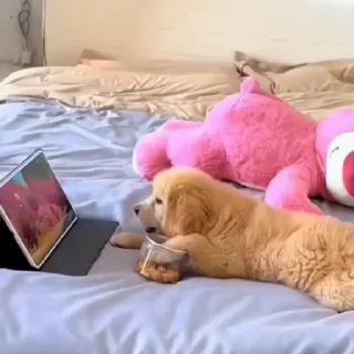 🐈