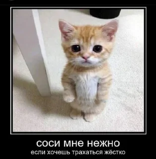 😺