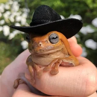 🎩