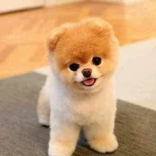 🐶