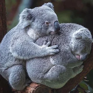 🐨