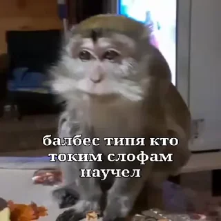 🐵