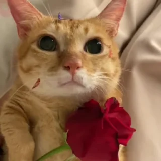 Карлек @flowwercat